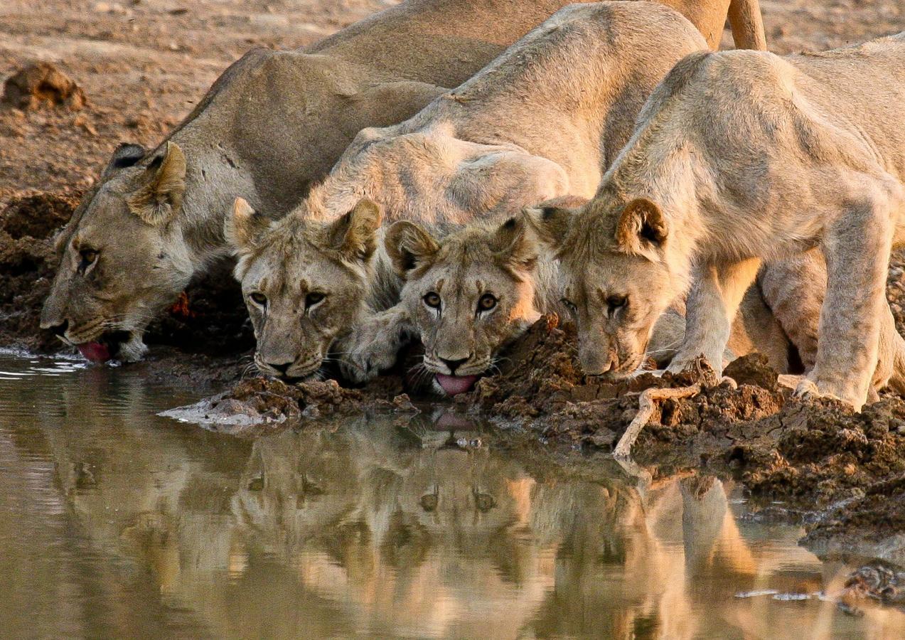 Pilanesberg Private Lodge Bagian luar foto
