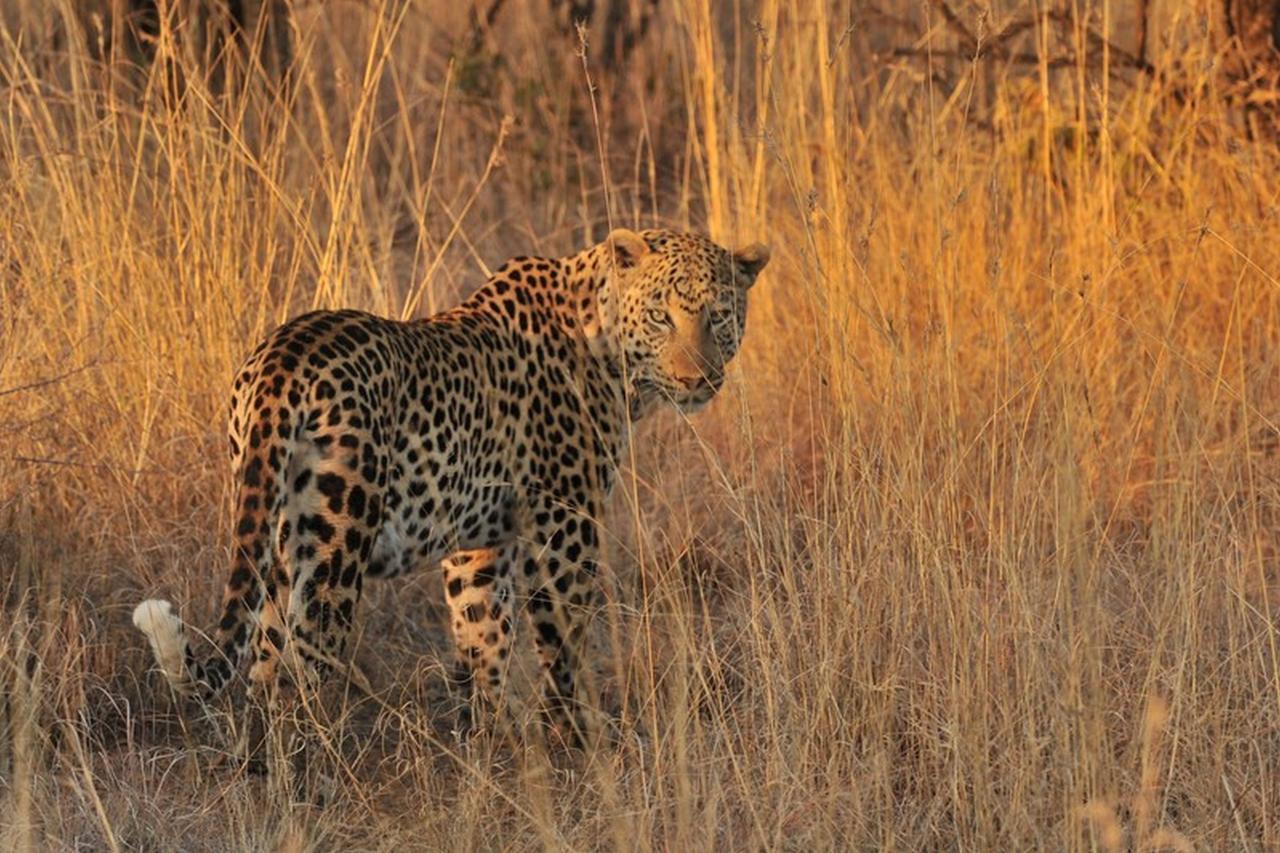Pilanesberg Private Lodge Bagian luar foto
